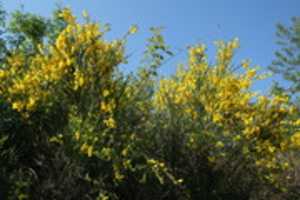 Free download Grmlje, Rakitje, 30.4.2017. free photo or picture to be edited with GIMP online image editor