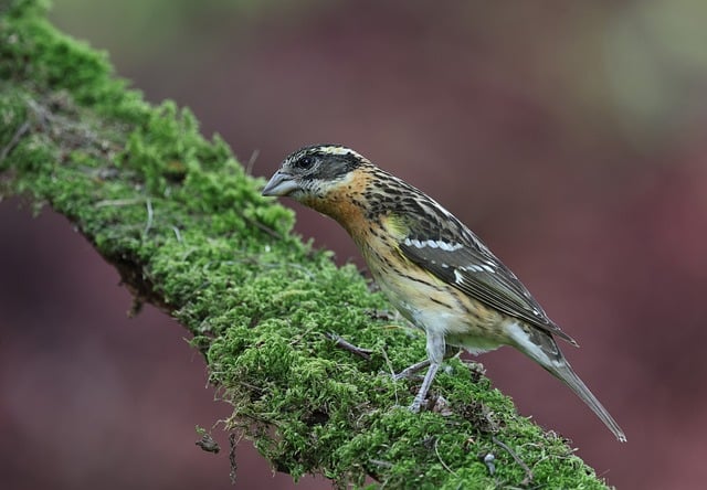Free download grosbeak bird animals wildlife free picture to be edited with GIMP free online image editor