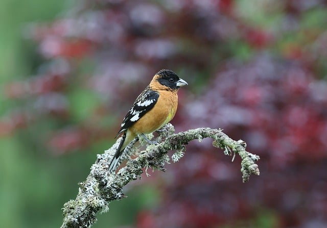 Free download grosbeak bird nature wildlife free picture to be edited with GIMP free online image editor