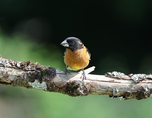 Free download grosbeak nature bird wildlife free picture to be edited with GIMP free online image editor