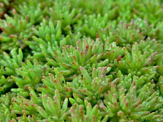 دانلود رایگان Ground Cover Thick Sheet - عکس یا تصویر رایگان قابل ویرایش با ویرایشگر تصویر آنلاین GIMP