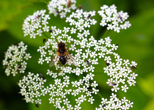 Free download ground elder insects blossom flower free picture to be edited with GIMP free online image editor