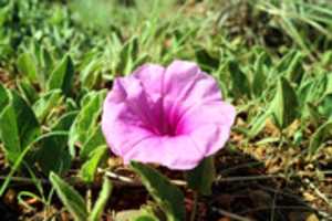 Free download Ground Flower free photo or picture to be edited with GIMP online image editor