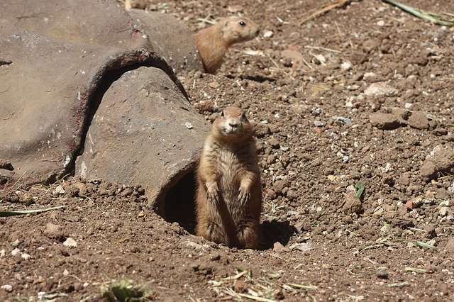 Free download Groundhog Animal Mammal -  free photo or picture to be edited with GIMP online image editor