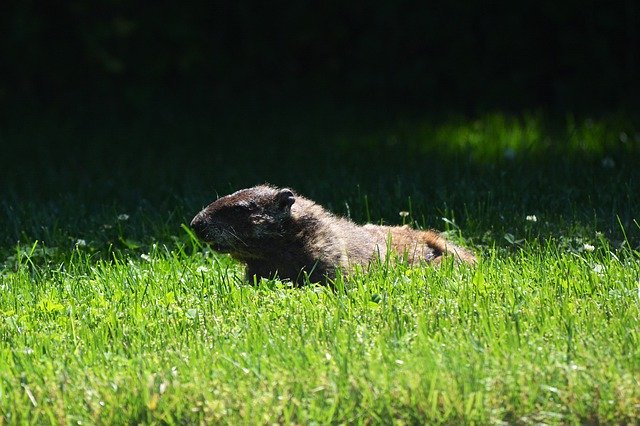 Free download Groundhog Nature Animal -  free photo or picture to be edited with GIMP online image editor