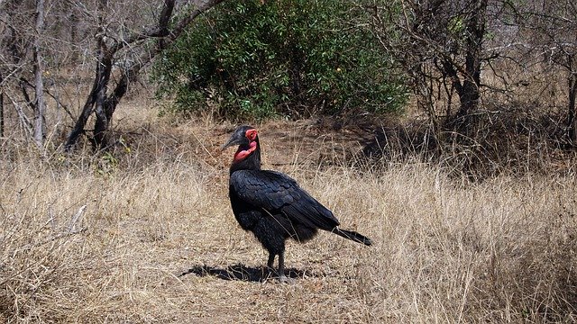 Free picture Ground-Hornbill Raven Bird Wild -  to be edited by GIMP free image editor by OffiDocs
