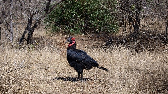 Free download Ground-Hornbill Raven Bird Wild -  free photo or picture to be edited with GIMP online image editor