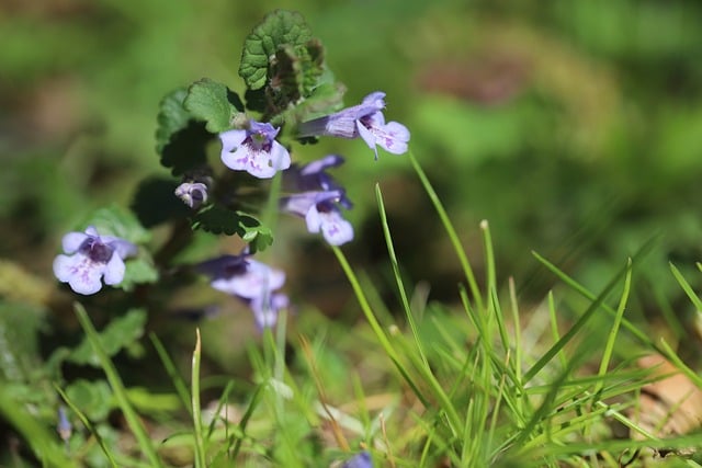Free download ground ivy ground vine free picture to be edited with GIMP free online image editor