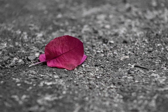 Free download ground leaves leaf plant red pink free picture to be edited with GIMP free online image editor