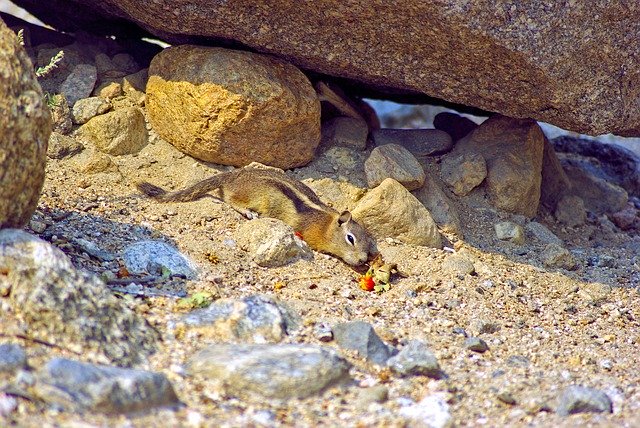 Téléchargement gratuit de Ground Squirrel At Alluvial Fan - photo ou image gratuite à éditer avec l'éditeur d'images en ligne GIMP