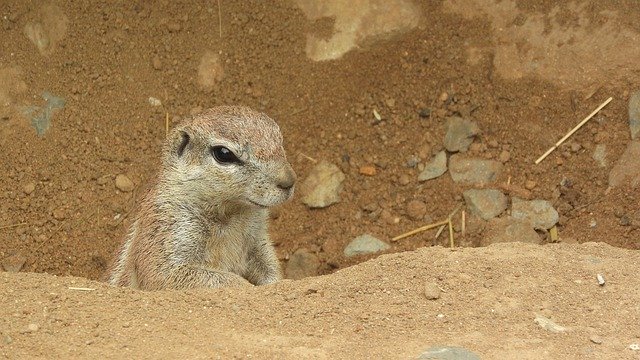 Gratis download Ground Squirrel The African - gratis foto of afbeelding om te bewerken met GIMP online afbeeldingseditor
