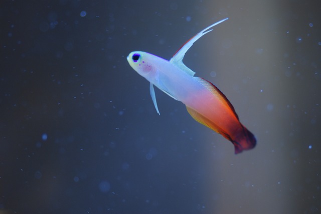 Free download grouper a type of goby goby why free picture to be edited with GIMP free online image editor