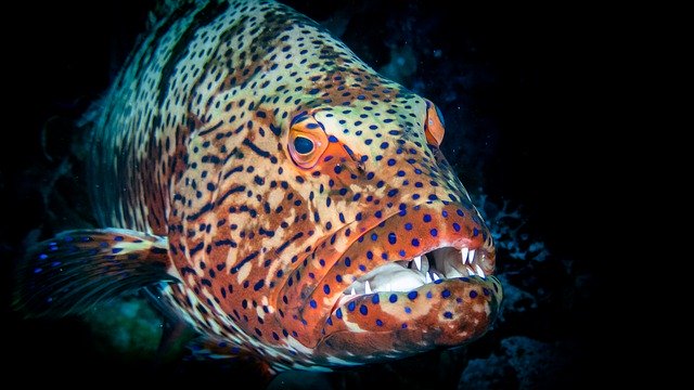 Free picture Grouper Egypt Diving -  to be edited by GIMP free image editor by OffiDocs