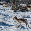 group of deer and antelope foraging in the forest  screen for extension Chrome web store in OffiDocs Chromium