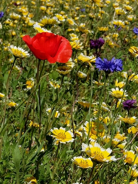 قم بتنزيل Group Of Flowers Garden Nature - صورة مجانية أو صورة ليتم تحريرها باستخدام محرر الصور عبر الإنترنت GIMP