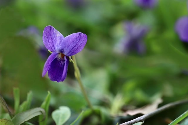 Free download grove violets violets purple flowers free picture to be edited with GIMP free online image editor