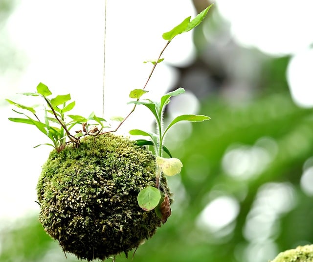 Free download growth moss moss plant nature free picture to be edited with GIMP free online image editor