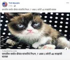 Free download Grumpy Cat 100 Million free photo or picture to be edited with GIMP online image editor