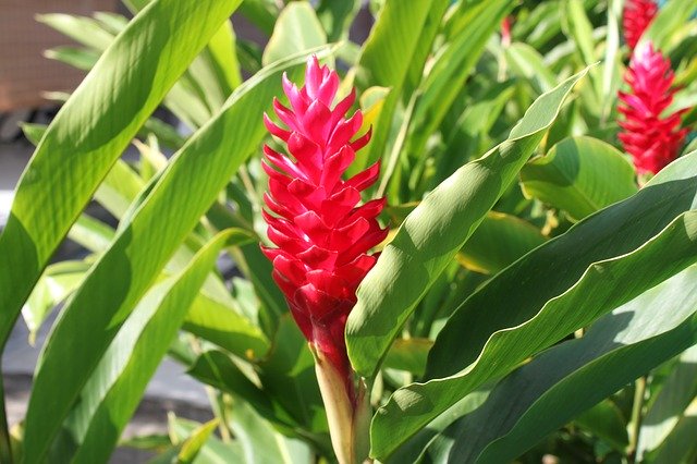 Descărcare gratuită Guadeloupe Flower Exotic - fotografie sau imagini gratuite pentru a fi editate cu editorul de imagini online GIMP