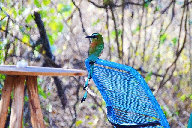 Scarica gratuitamente Guardabarranco Bird Nature: foto o immagine gratuita da modificare con l'editor di immagini online GIMP