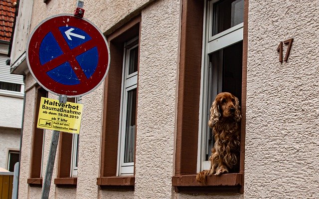 Template Photo Guard Dog Pet -  for OffiDocs