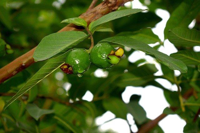 Download gratuito Guava Fruit Green - foto o immagine gratuita da modificare con l'editor di immagini online di GIMP