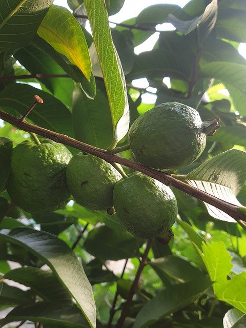 Free download Guava Fruit Tree -  free free photo or picture to be edited with GIMP online image editor