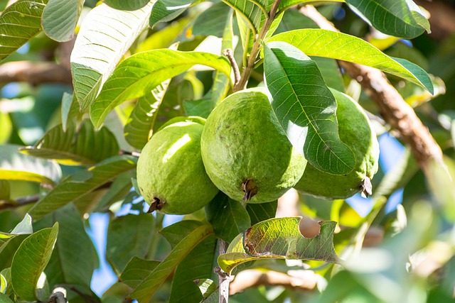 Free download guava leaves green fruits edible free picture to be edited with GIMP free online image editor