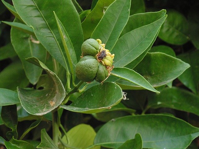 دانلود رایگان Guava Tree Nature - عکس یا تصویر رایگان برای ویرایش با ویرایشگر تصویر آنلاین GIMP
