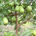 guava tree wallpaper  screen for extension Chrome web store in OffiDocs Chromium