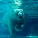 Gấu bắc cực  screen for extension Chrome web store in OffiDocs Chromium