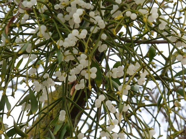 বিনামূল্যে ডাউনলোড করুন Gui Berries ল্যান্ডস্কেপ - বিনামূল্যে ছবি বা ছবি GIMP অনলাইন ইমেজ এডিটর দিয়ে সম্পাদনা করতে হবে