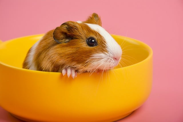 Free download guinea baby guinea animal free picture to be edited with GIMP free online image editor