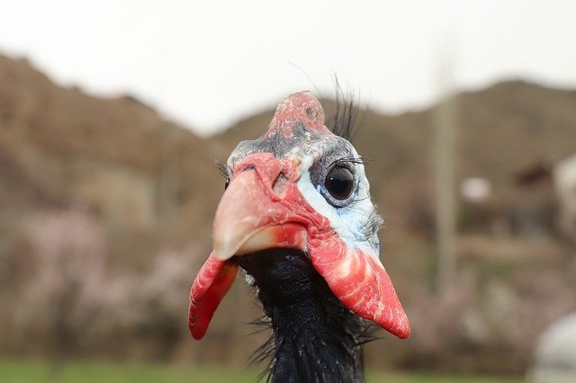 Free picture Guinea Fowl Iranian Chicken -  to be edited by GIMP free image editor by OffiDocs