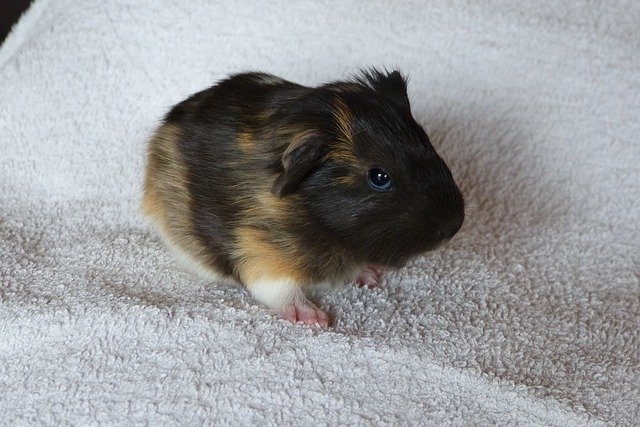Free download Guinea Pig Baby Animal Rodent -  free photo or picture to be edited with GIMP online image editor