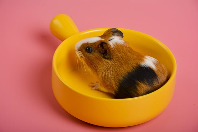 Free download guinea pig baby guinea rodent free picture to be edited with GIMP free online image editor