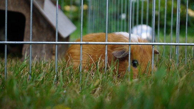 Unduh gratis Guinea Pig Pet Nager - foto atau gambar gratis untuk diedit dengan editor gambar online GIMP