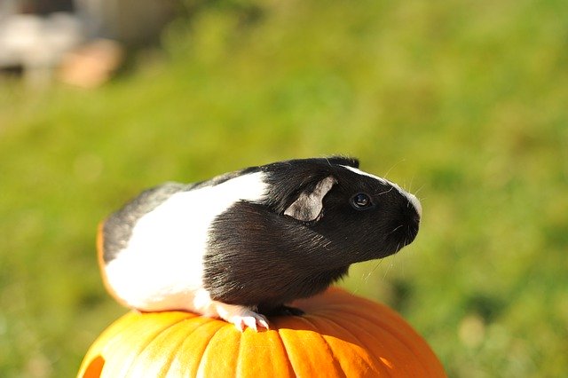 Бесплатная загрузка Guinea Pig Pet Rodent - бесплатное фото или изображение для редактирования с помощью онлайн-редактора изображений GIMP