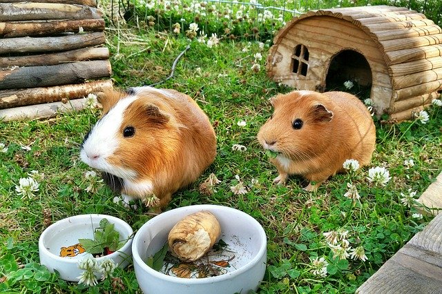 Free download Guinea Pig Pets Food -  free photo or picture to be edited with GIMP online image editor