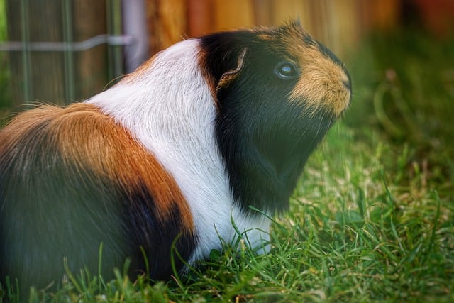 Free download guinea pig rodent animal pet free picture to be edited with GIMP free online image editor