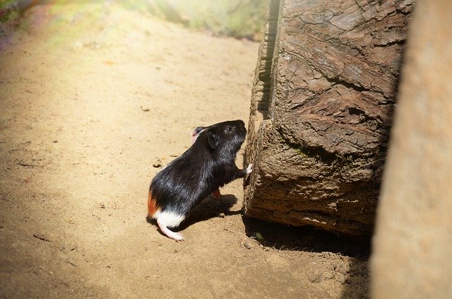 Free download Guinea-Pig Rodent Cub -  free photo or picture to be edited with GIMP online image editor