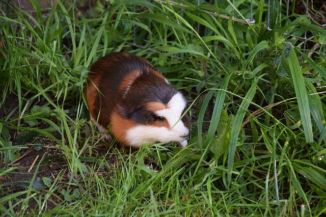 Free download Guinea Pig Rodent Pet Smooth -  free photo or picture to be edited with GIMP online image editor