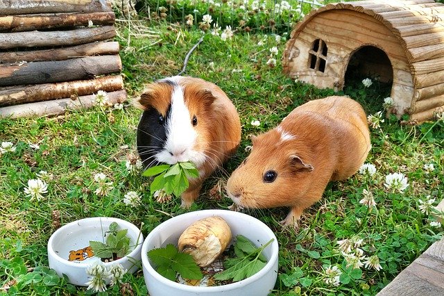 Free download Guinea Pig Rodents Pets -  free photo or picture to be edited with GIMP online image editor