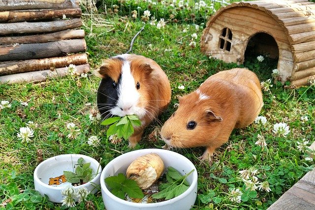 Unduh gratis Guinea Pig Rodents Pets - foto atau gambar gratis untuk diedit dengan editor gambar online GIMP