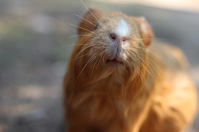 Free download Guinea Pig Zoo Rodent -  free photo or picture to be edited with GIMP online image editor