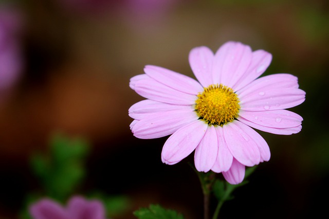 Free download gujeolcho siberian chrysanthemum free picture to be edited with GIMP free online image editor