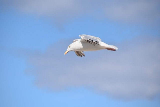 Kostenloser Download Gull A Species Of Marine Bird - kostenloses Foto oder Bild zur Bearbeitung mit GIMP Online-Bildbearbeitung