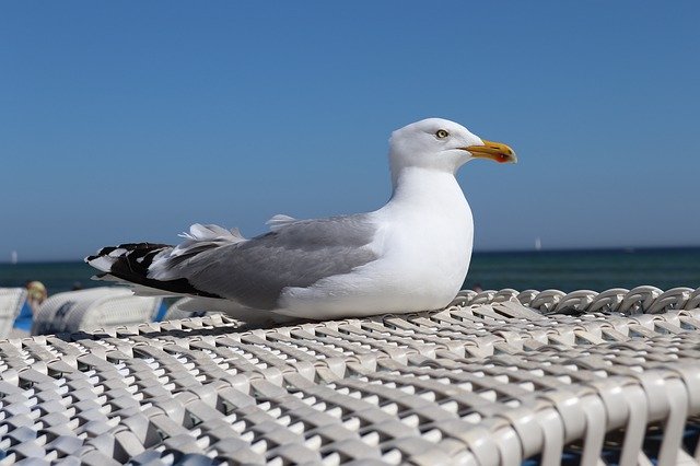 Descărcare gratuită Gull Baltic Sea Bird - fotografie sau imagini gratuite pentru a fi editate cu editorul de imagini online GIMP
