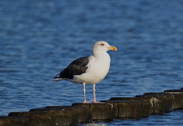 Free download gull baltic sea groyne fall nature free picture to be edited with GIMP free online image editor