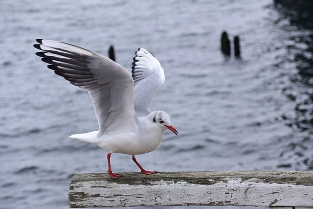 Free download gull baltic sea pier port feed free picture to be edited with GIMP free online image editor